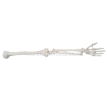 Élettérfogat felső szélső csontváz modell